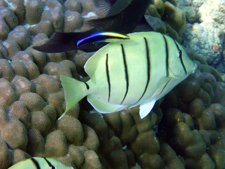 Acanthurus-triostegus-and-Labroides-phthirophagus