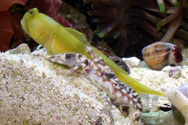 Gobie-and-Shrimp