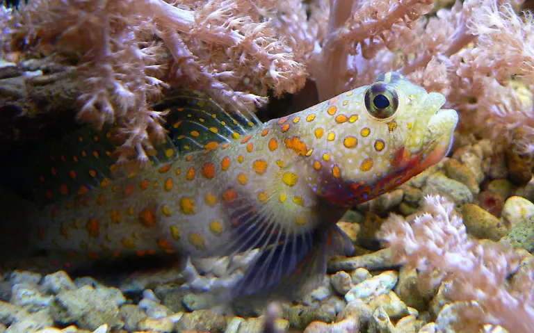 Partnergrundel-Amblyeleortis-guttata-060311