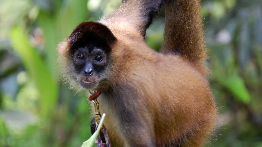 Panama-spider-monkey-Costa-Rica