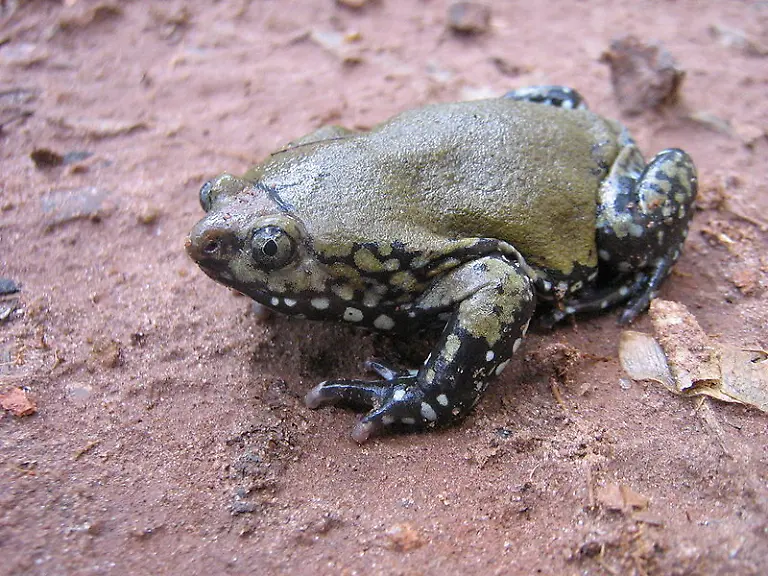 800px-Dermatonotus-muelleri01