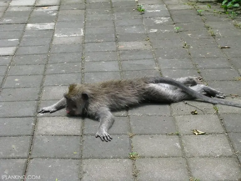 Monkey