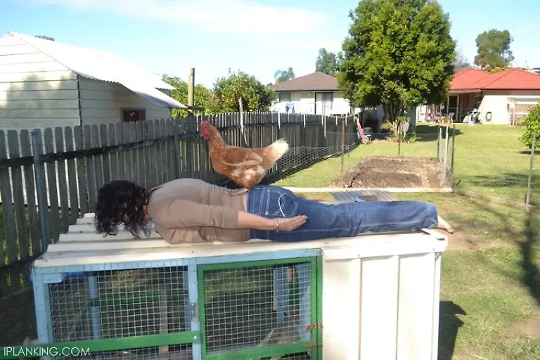 Chicken