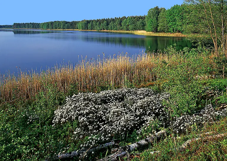 012-Waldsee-mit-Porst-Klaeber-NP-Dahme-Heideseeen
