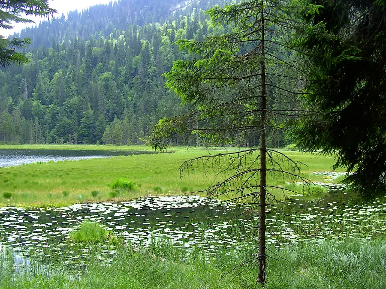 015-Naturpark-Bayerischer-Wald-GrArbersee-Auer