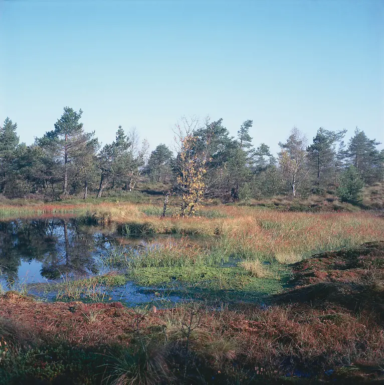 022-moorauge-NP-BSR-BayRhoen