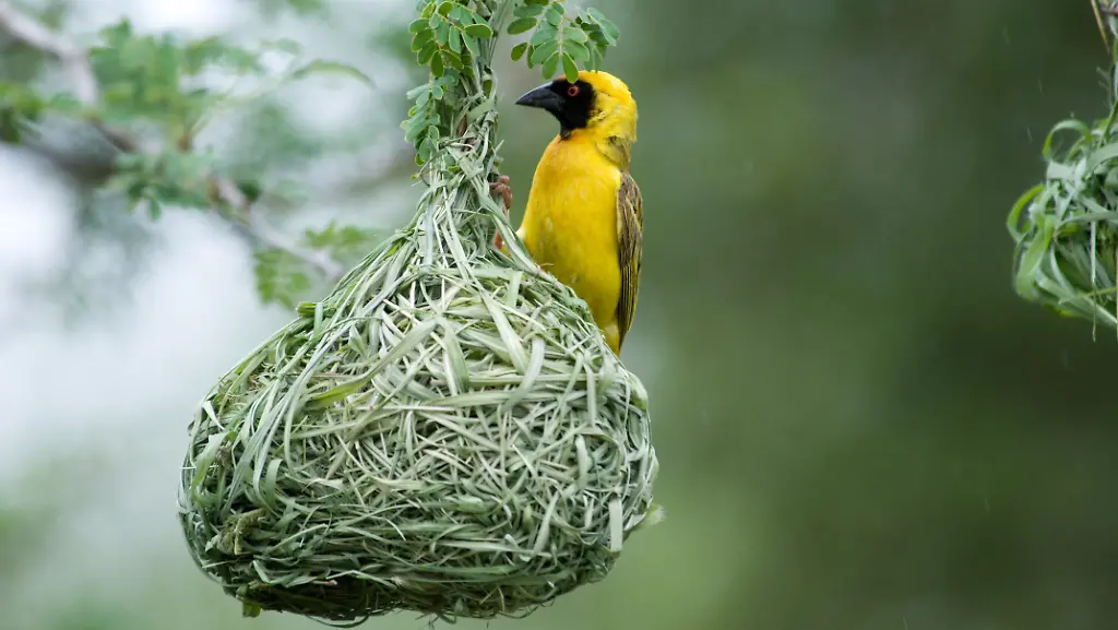Southern-Masked-Weaver
