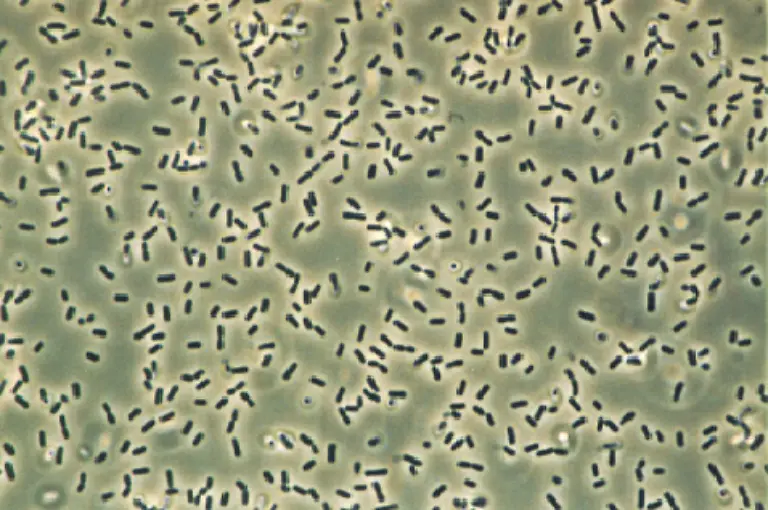 Bacillus-subtilis-2