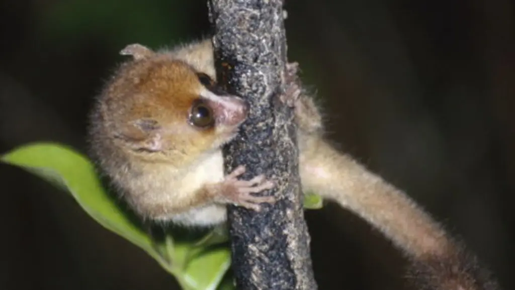 510px-Microcebus-rufus