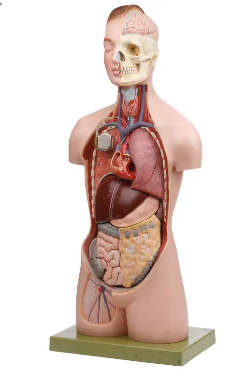 torso-modell