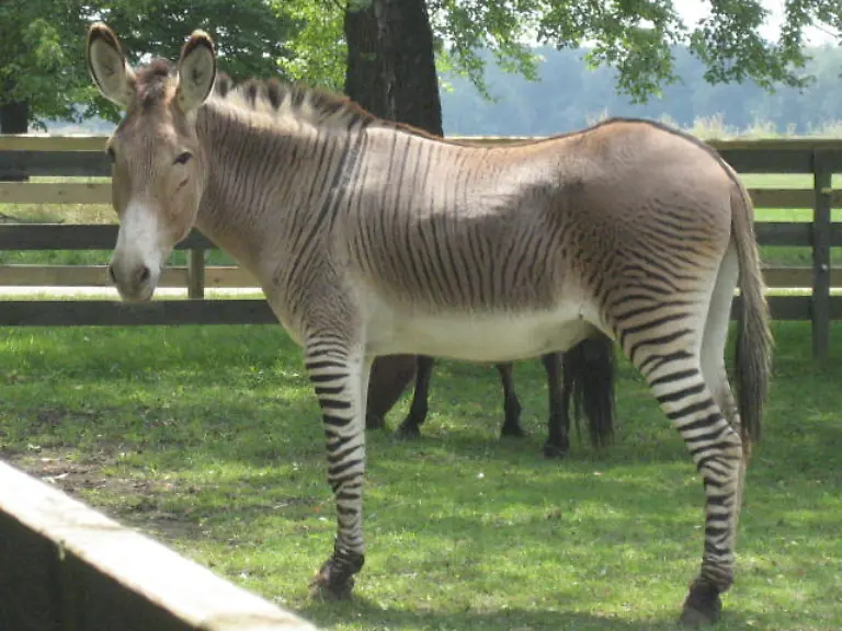 A-zonky