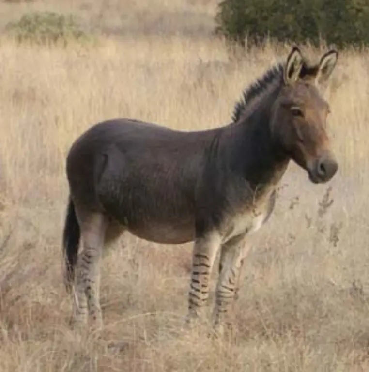 Zonkey
