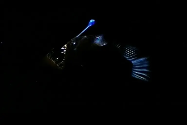 anglerfisch-Etrusko25-CC-BY-SA-3