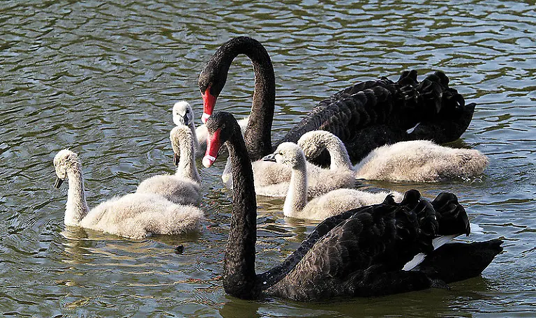 Trauerschwan-R-Wampers-CC-BY-SA-20