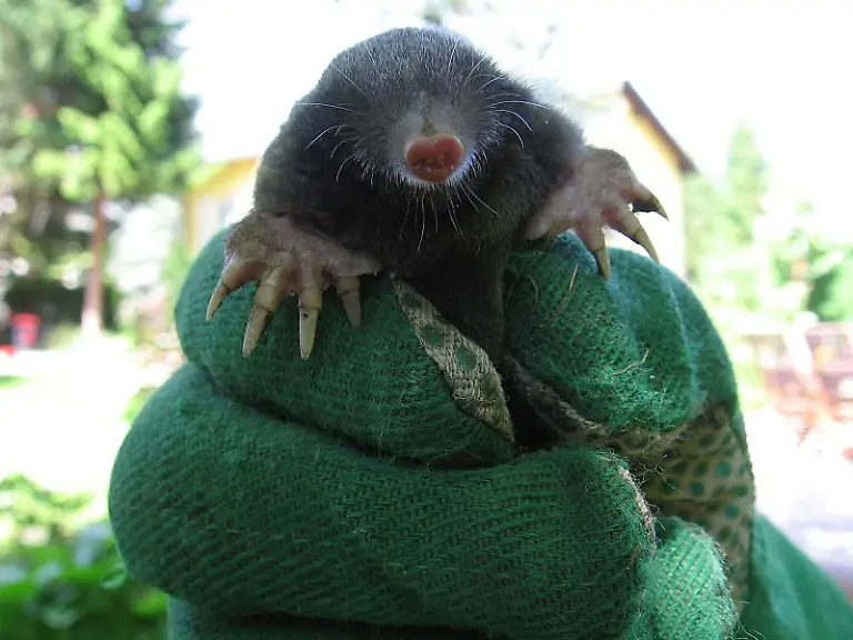 Maulwurf-Michael-Dufek-CC-BY-SA-30