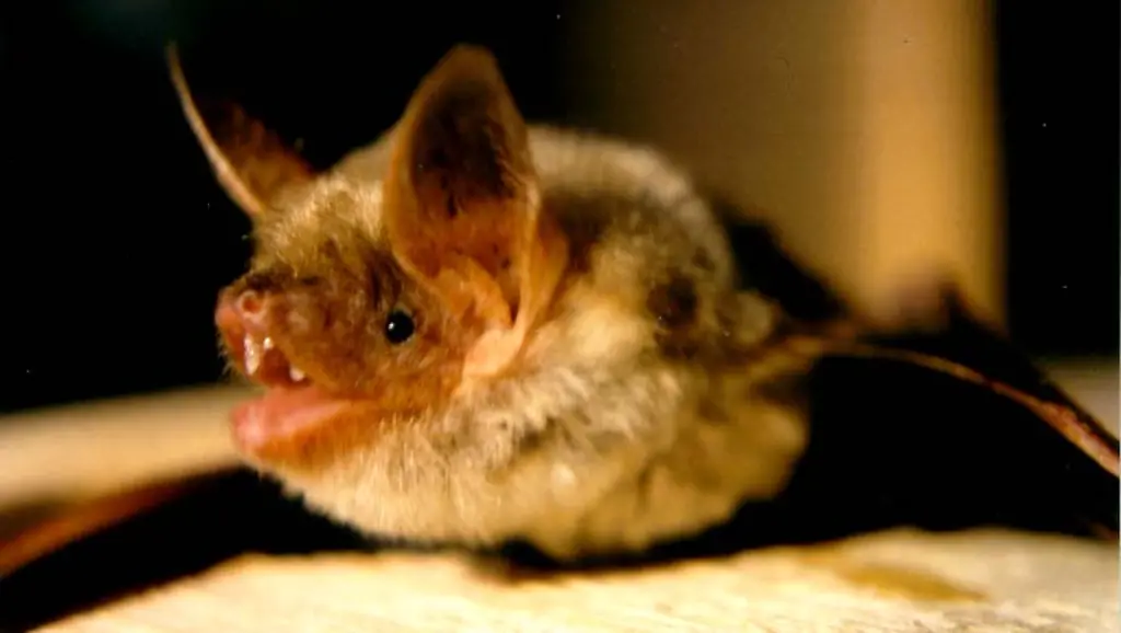 Myotis