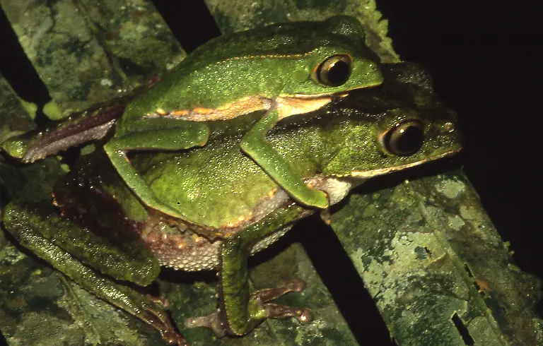 Froesche-Andreas-Schlueter