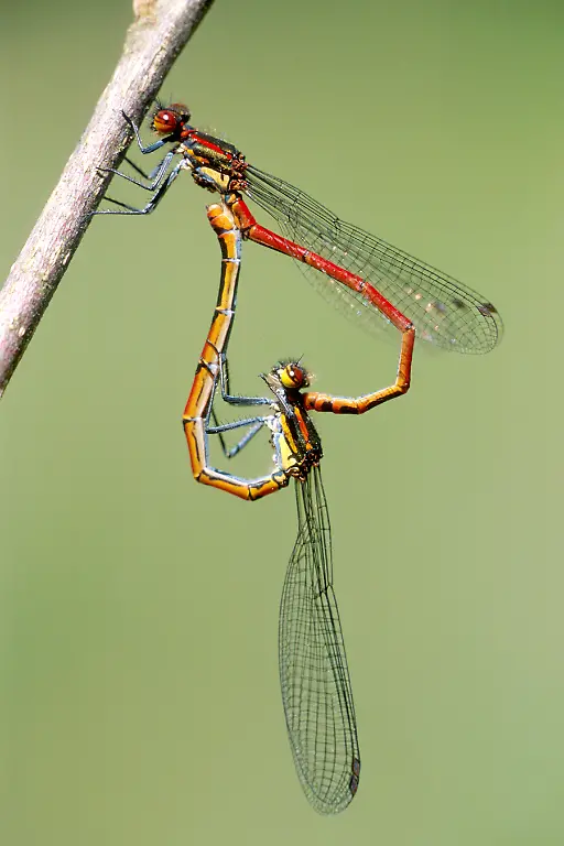 Libellen-Milan-Pallmann