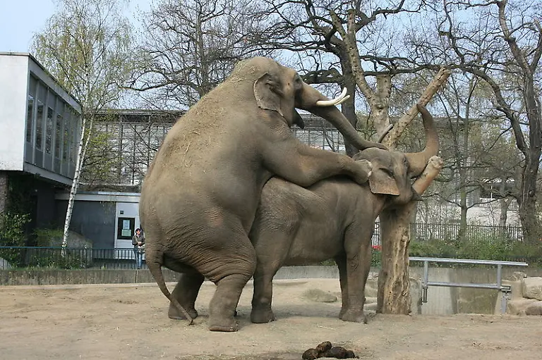 Elefant