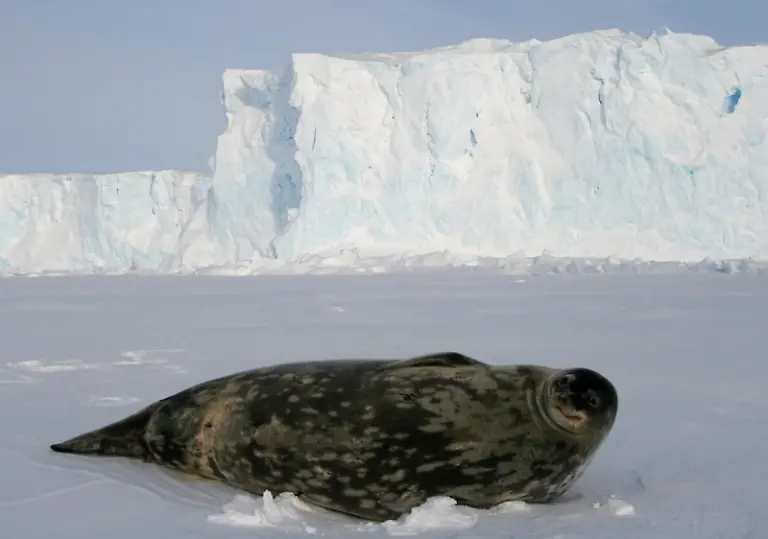 Phoque-de-Weddell-Weddell-Seal