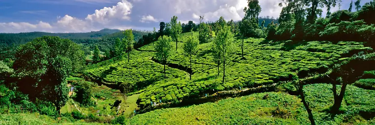 Teefeld-Nilgiri-Hills-bei-Ooty