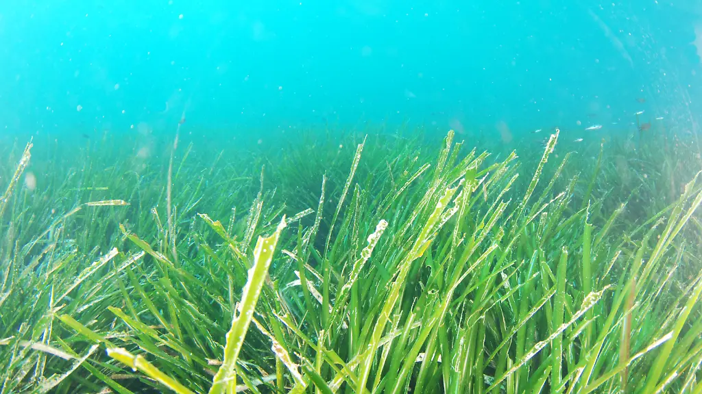 Posidonia