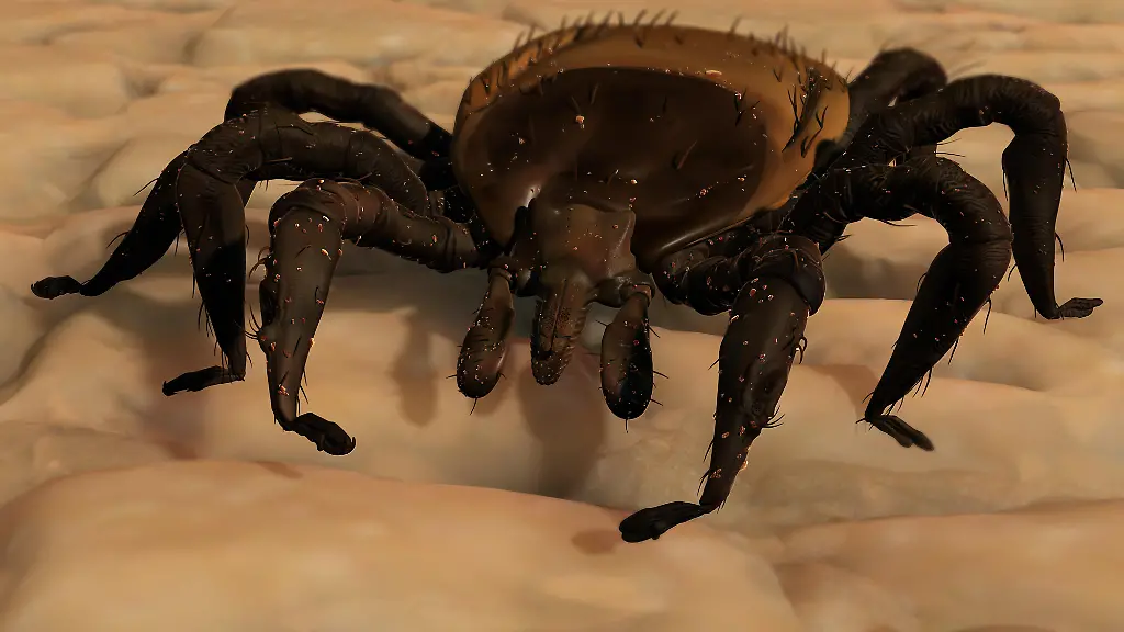 Zecke-vor-dem-Stich-300dpi