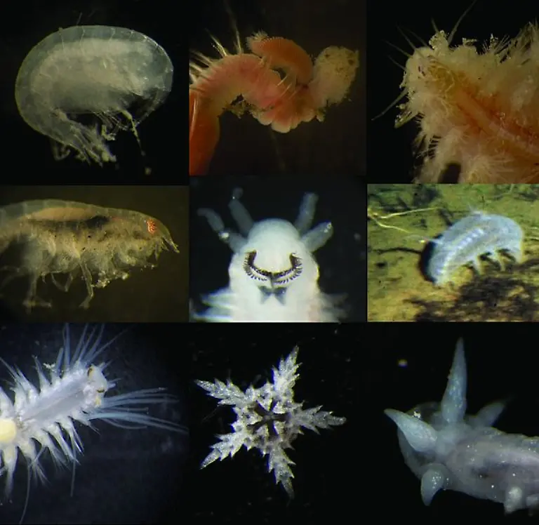 Plankton-NOAA