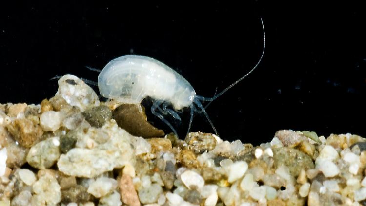 Eines der Fundstücke ist quasi durchsichtig.