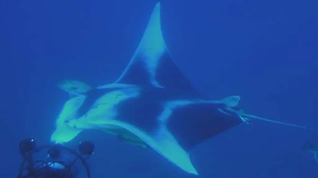 Manta-from-sealink-600