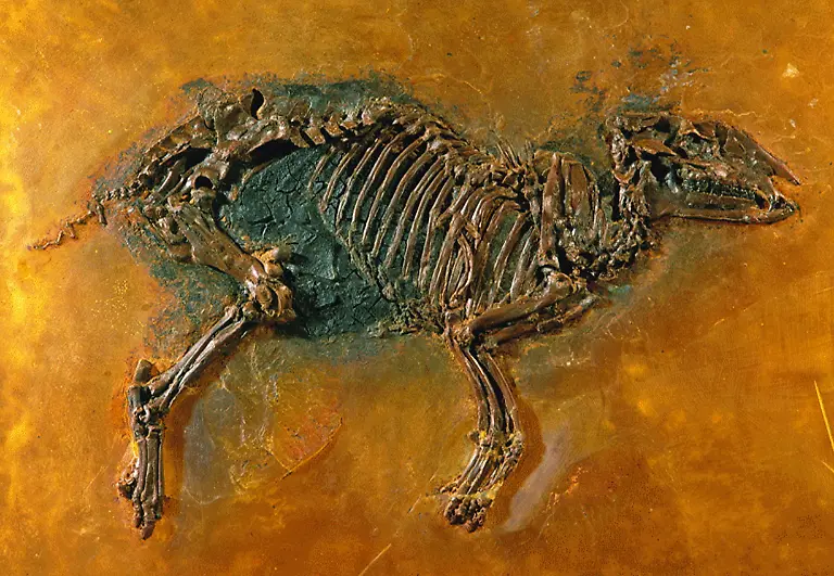 09-Hessen-Urpferd-forschungsinstitut-Senckenberg