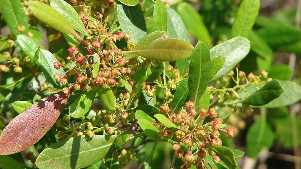 Dodonaea-viscosa-subsp-angustissima