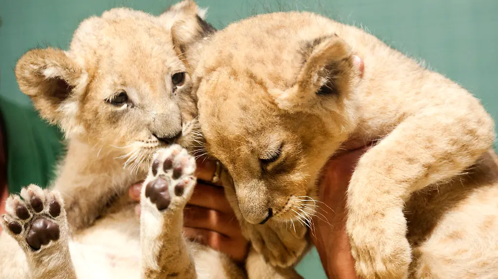 364c3348-jpg7886243057220724828