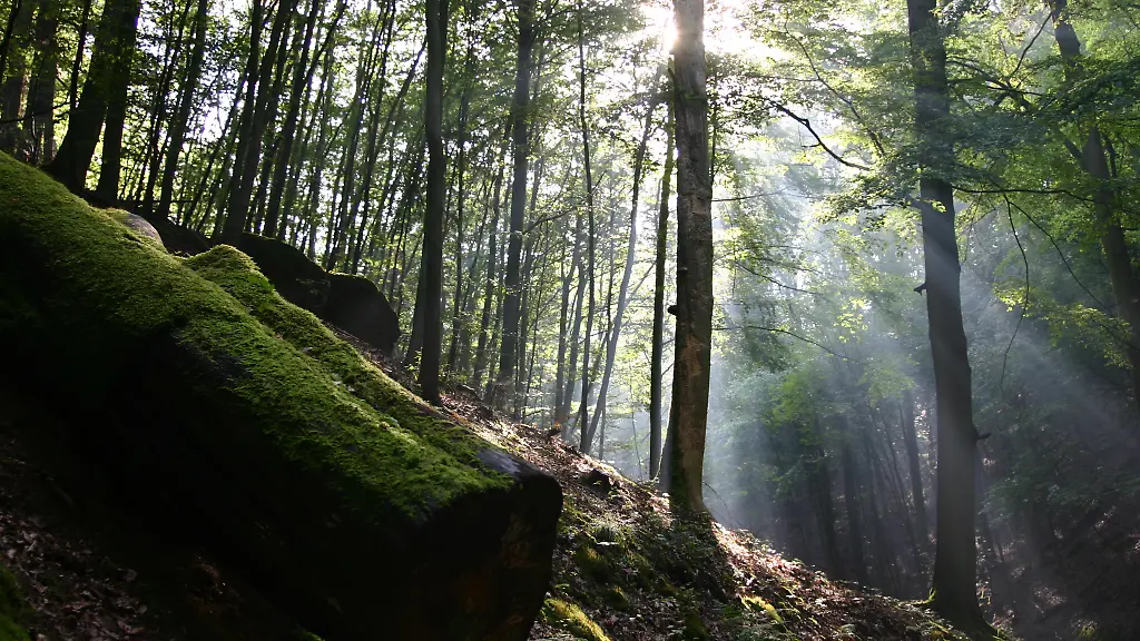 dasgruenewunder-01-totholz