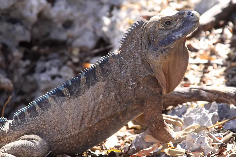 Cyclura-collei-Copyright-Jaclyn-Woods-Fort-Worth-Zoo