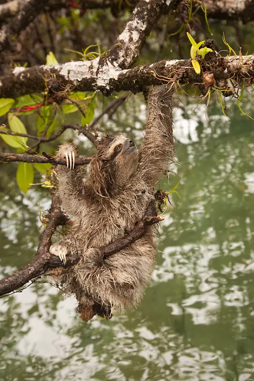 Bradypus-pygmaeus-Copyright-Craig-Turner-ZSL