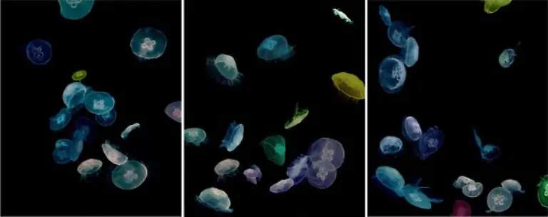 Jellyfish-Trip