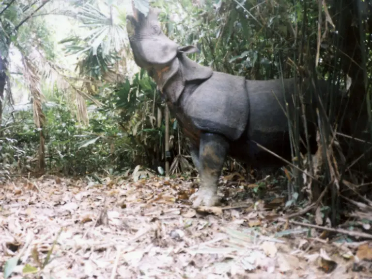 Javanashorn-Jampang1-WWF