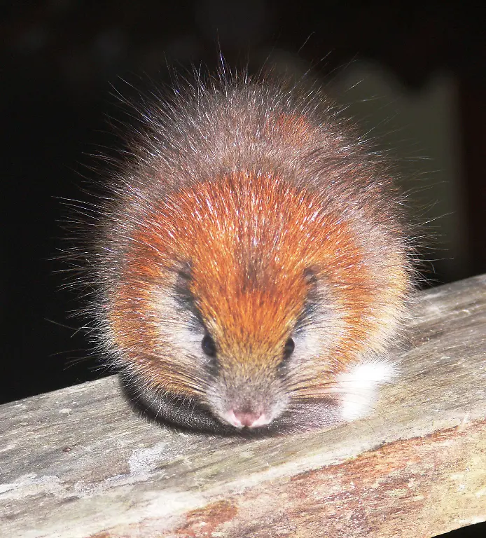 Santamartamys-rufodorsalis-Copyright-Lizzie-Noble-Fundacion-ProAves