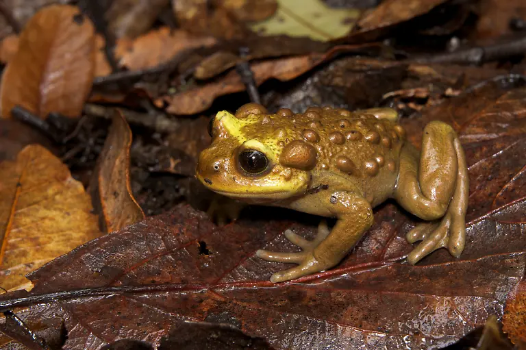 Telmatobufo-bullocki-juvenile-Copyright-Andres-Charrier