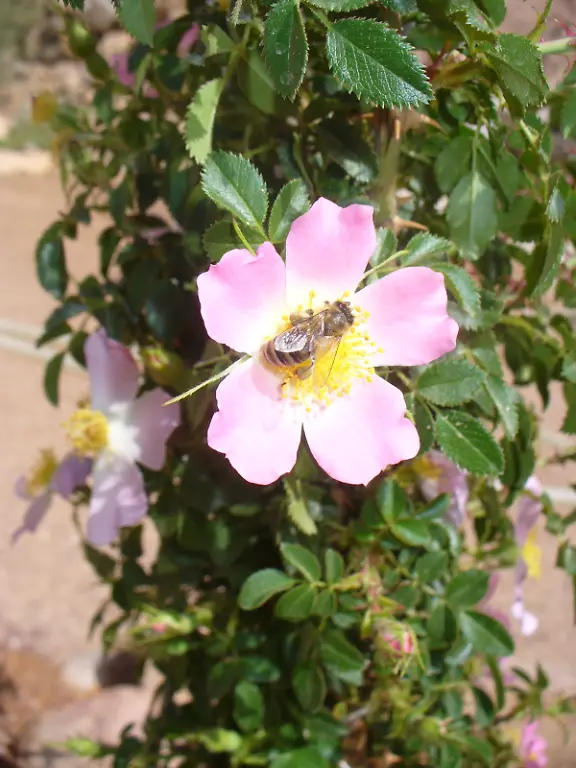 Rosa-arabica-Copyright-Medicinal-Plant-Conservation-Project-Egypt-and-St-Katherine-Park