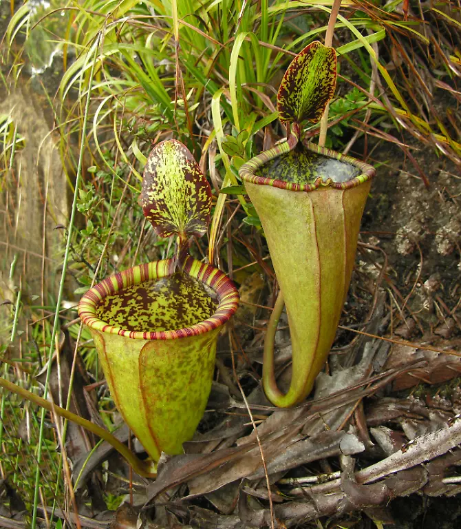 Nepenthes-attenboroughii-Copyright-Stewart-McPherson
