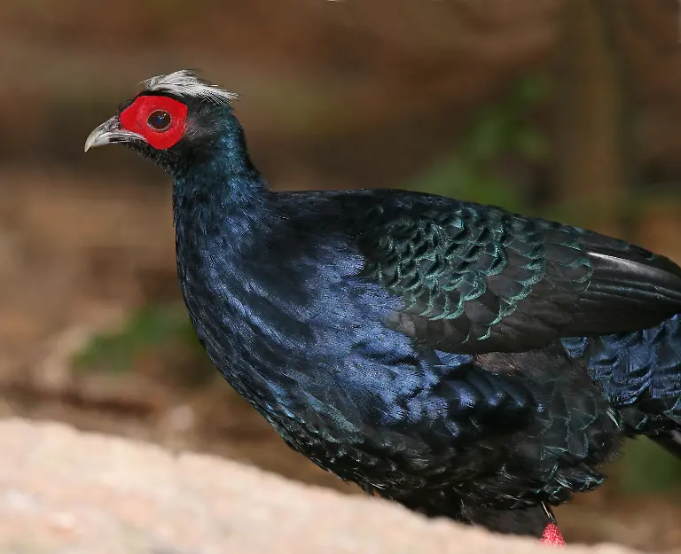 Lophura-edwardsi-c-Tom-Friedel-BirdPhotos-com