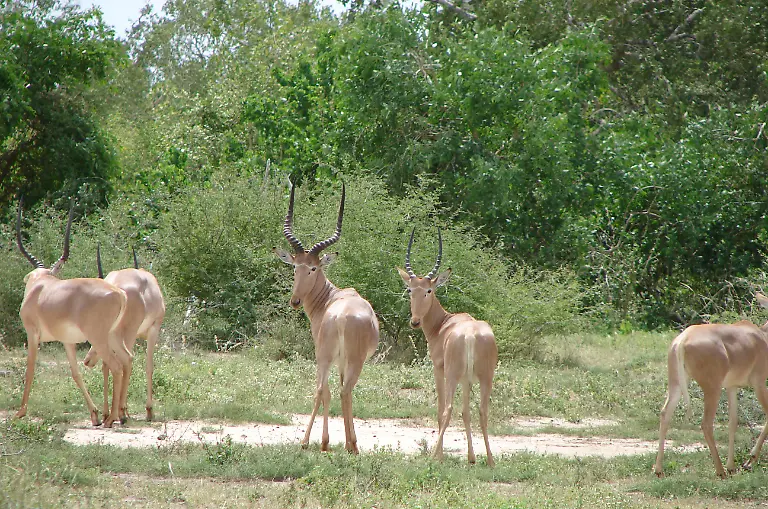 Hunter-Antilope-Beatragus-hunteri-c-Tim-Wacher-ZSL-WWF