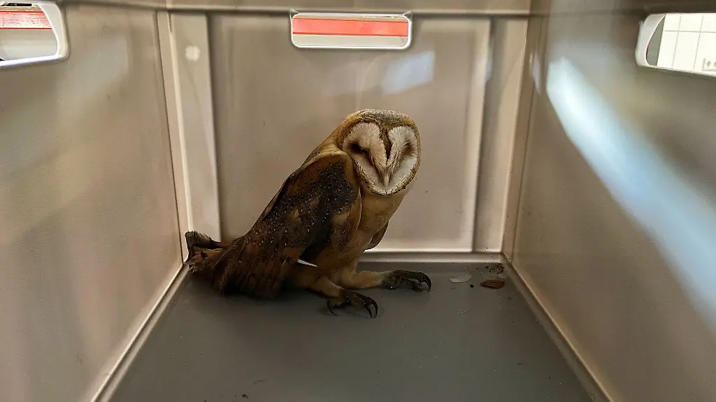 Die-Feuerwehr-hat-eine-Schleiereule-aus-einem-Schornsteinrohr-in-Osterholz-Scharmbeck-gerettet