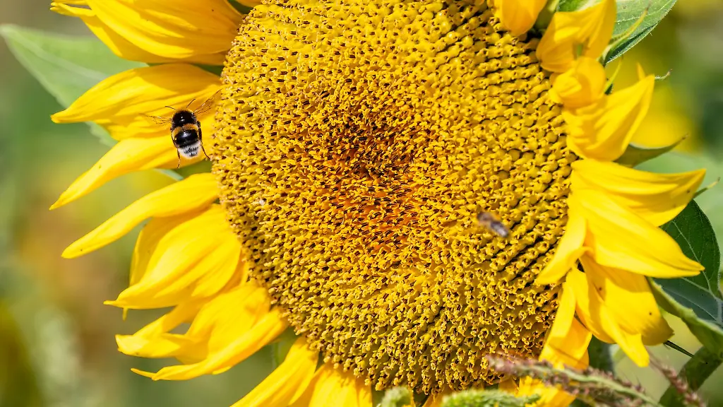 Es-wird-wieder-sommerlich