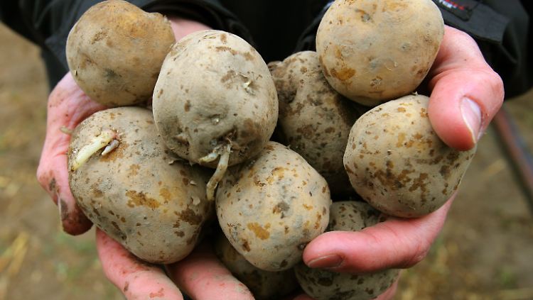 Ein BASF-Mitarbeiter zeigt in Bütow (Müritzkreis) die genveränderte Kartoffel "Amflora".