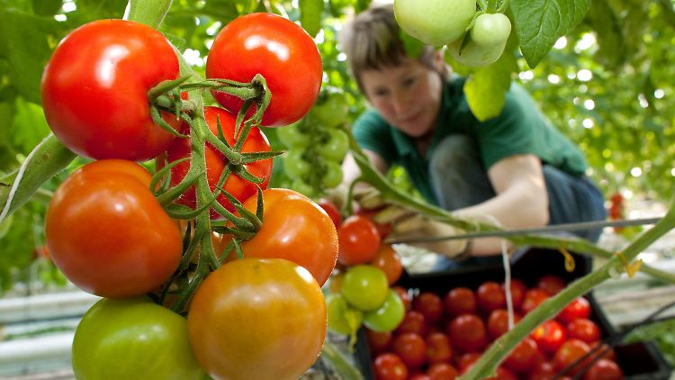Ein zerstörtes Gen verhindert das perfekte Tomatenaroma.