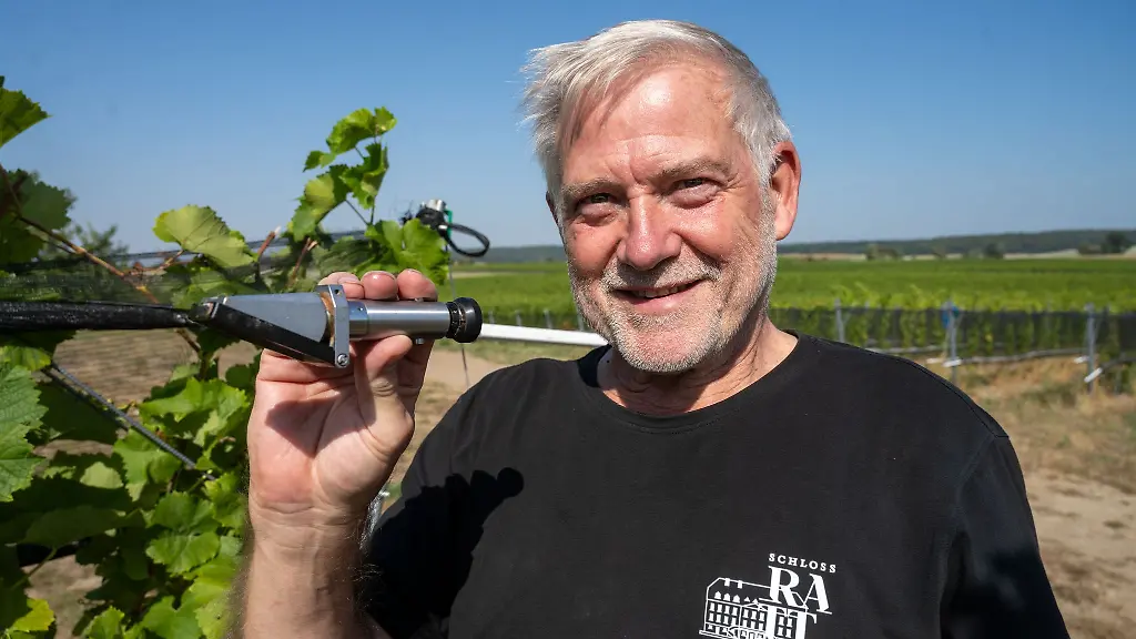 Weingutleiter-Schmidt-ist-optimistisch-was-Qualitaet-und-Quantitaet-der-diesjaehrigen-Weinernte-angeht-Archivbild