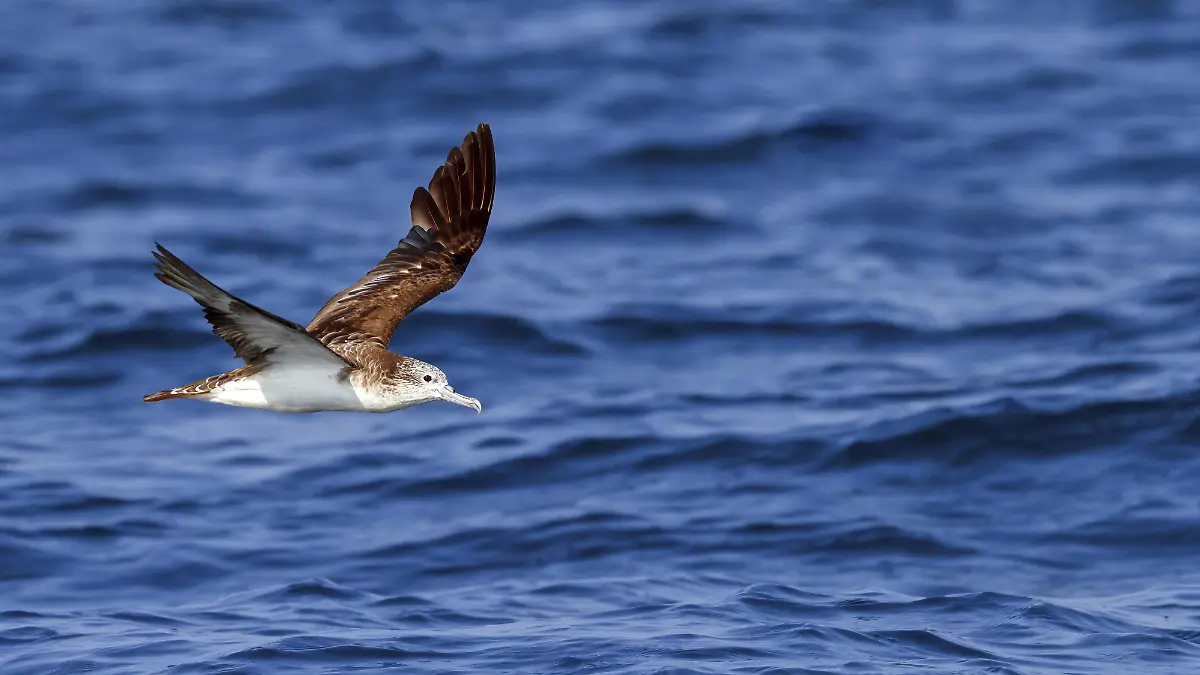 Darmentleerung im Flug: Wie Seevgel das Meer dngen - ntv.de